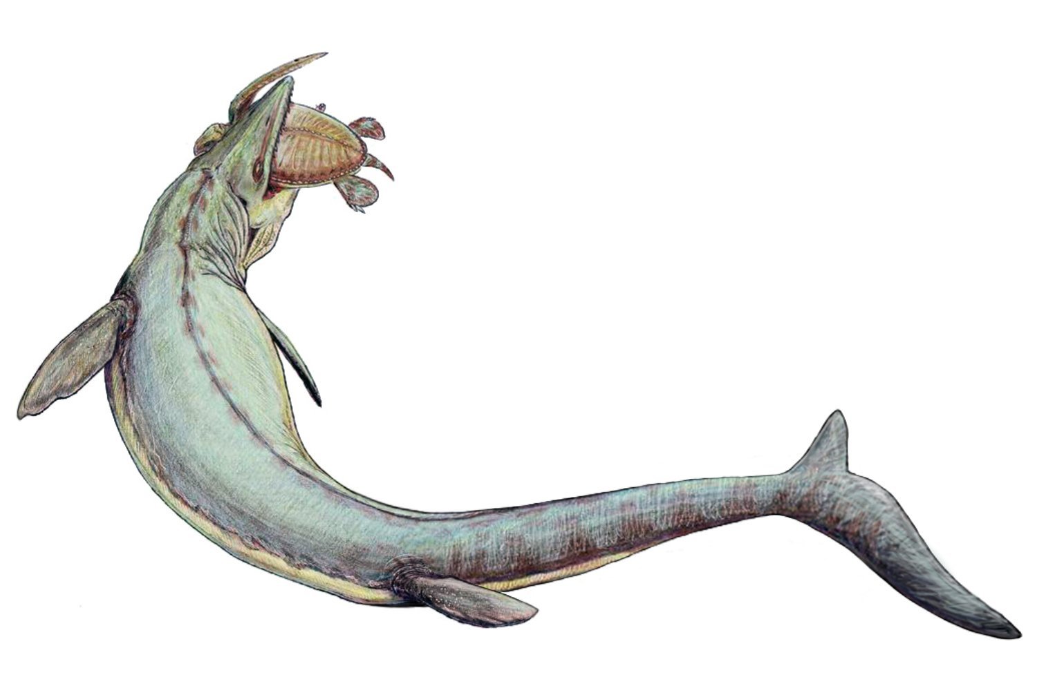 Mosasaur Illustration